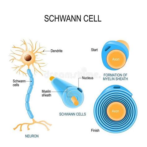 Are your body’s Schwann cells protected when you use cell phones or are ...