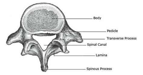 Lumbar Spine Lower Back, Anatomy, Function, Problems, vertebra, disc