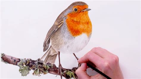 How to paint a Robin for your Christmas cards - Nature Studio | Birds ...