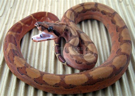 Boa Morphs - descriptions of various Boa Constrictor Morphs