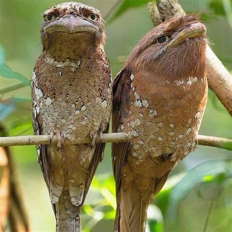 The "Sri Lankan Frog Mouth" bird is the most ingenious in camouflage ...