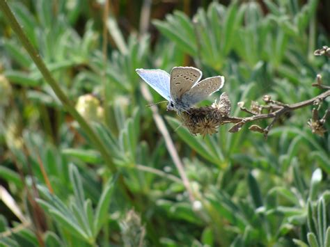 Mission Blue Butterfly | The adult stage of insects like the… | Flickr