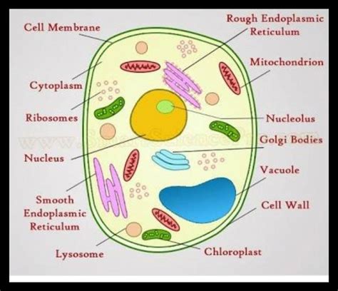 Parts Of A Cell And Its Function