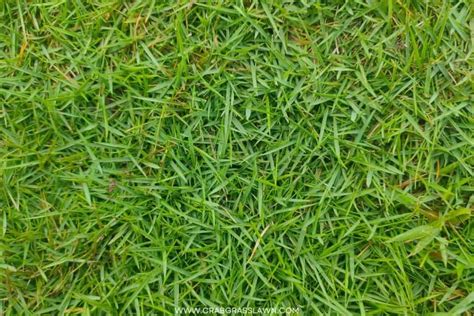 How To Plant Zoysia Grass Seed - Ultimate Guide | CrabgrassLawn