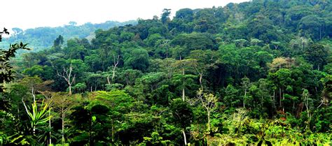 CONGO BASIN RAINFOREST PROJECT — Democratic Republic of the Congo