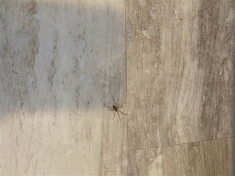 Is this a brown recluse? Found in Central Oklahoma. : spiders