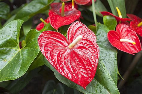 How to Successfully Grow Anthurium Plants