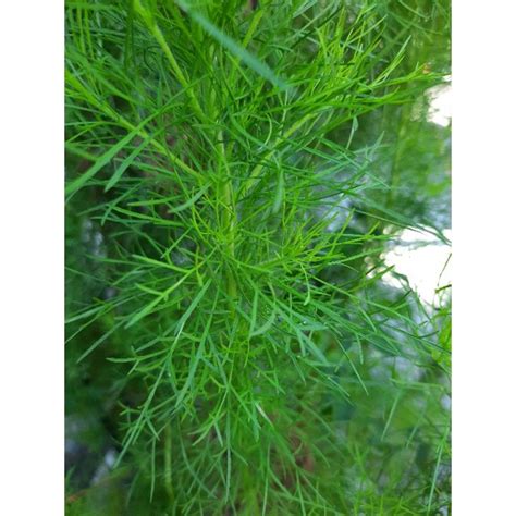 Jual DAUN ADAS SEGAR TANAMAN DILL ADAS MANIS SOWA | Shopee Indonesia