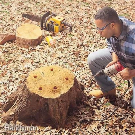 How to Remove a Tree Stump Painlessly — The Family Handyman