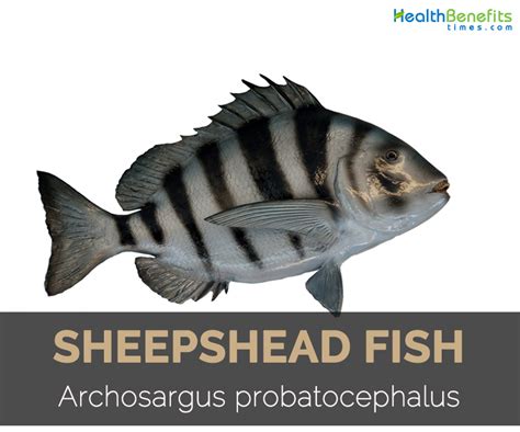 Sheepshead Facts and Nutritional Value