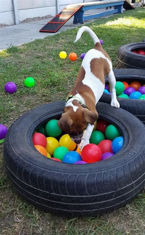 22 Easy DIY Dog Playground Ideas For Small Backyard