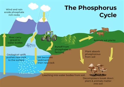 Phosphorus Cycle - Definition, Steps, Importance and It's Impact