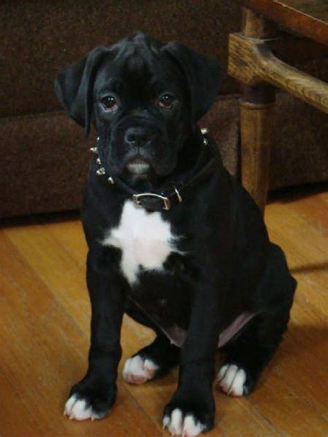 [8+] Dedham Boxer Dog Puppies For Sale Or Adoption Near Me | [+] ANDERSON