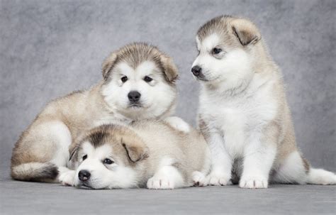 Alaskan Malamute Puppies: Cute Pictures & Facts | Alaskan malamute ...