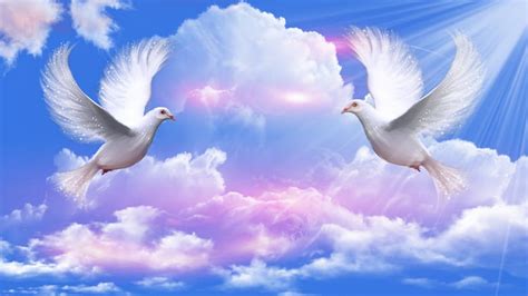 Peace Symbol, Bird, Sky, Dove, Peace, Olive, HD wallpaper | Peakpx