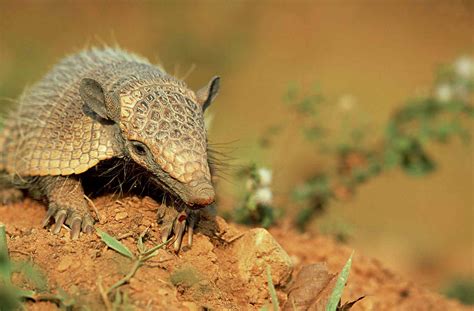 10 Facts About Armadillos