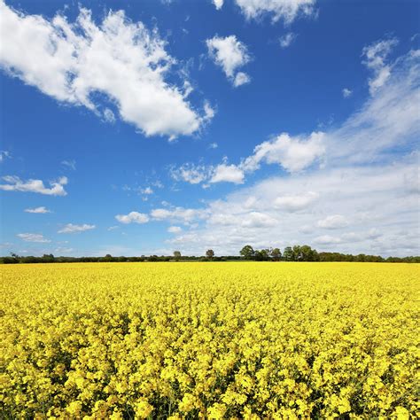 Canola Field by Cinoby