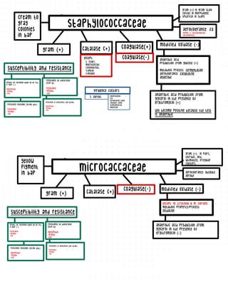 BACT-Midterms diagram.pdf