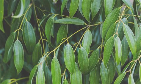 How to Grow Cinnamon