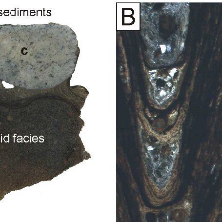 (PDF) Phosphogenesis in coastal upwelling systems - bacterially-induced ...