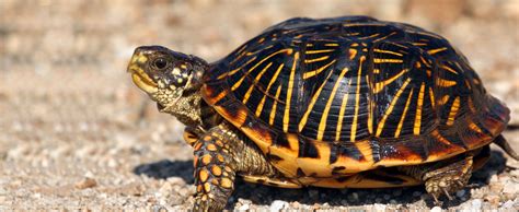 Western Box Turtle - Lehigh Valley Zoo