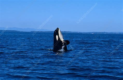 Killer Whale Breaching - Stock Image - C014/3129 - Science Photo Library