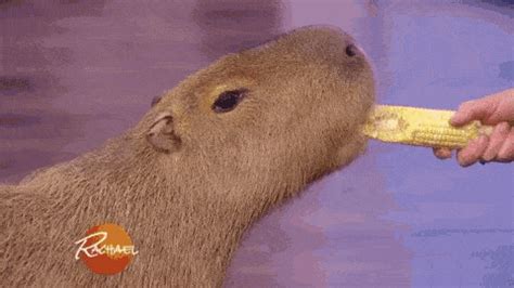 Capybara Gif - IceGif