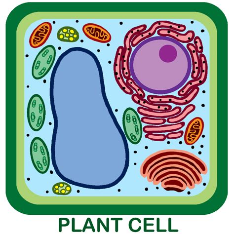 Unlabeled Plant Cell Diagram