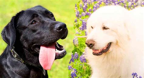 Great Pyrenees Black Lab Mix - Is This Mix Fabulous, Or A Flop?