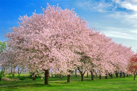 Cherry Blossom Trees - 10 Interesting Facts - Farmers' Almanac - Plan ...