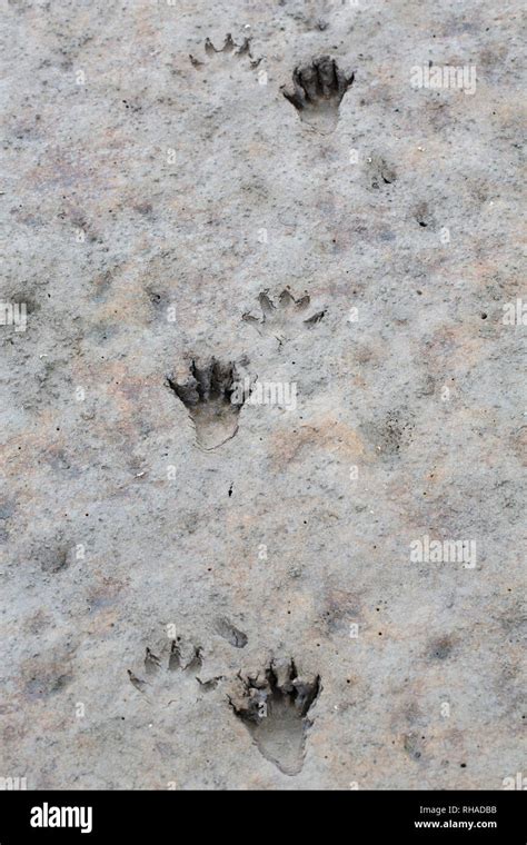 Raccoon footprints hi-res stock photography and images - Alamy