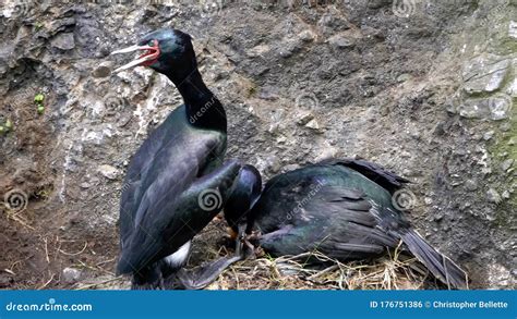 Pelagic Cormorant Couple Nesting on a Cliff at Olympic National Park ...