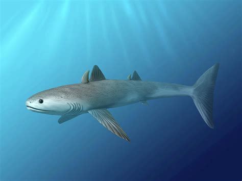 Cladoselache Fyleri Is An Extinct Shark Photograph by Nobumichi Tamura ...