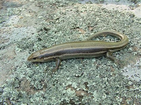 SouthernCoalSkink