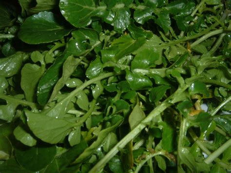 Watercress - Wikipedia