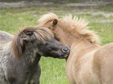 10 Fun Facts About Miniature Horses - Forever Horse Crazy