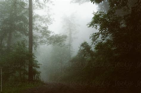 "Foggy Woods" by Stocksy Contributor "David Rothschild" - Stocksy