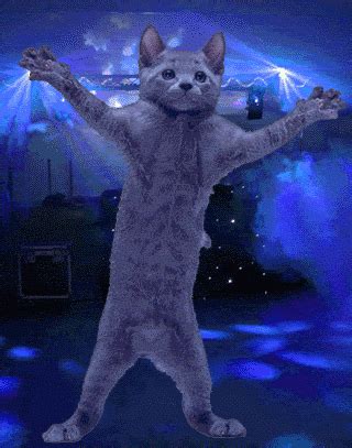 thghgh | Gatos bailando, Animales adorables, Imagenes de gatos