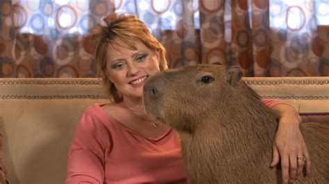 Are capybaras smart - Capybara