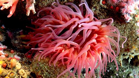 Life in the Coral Reef: Live Stream August 20 | AMNH