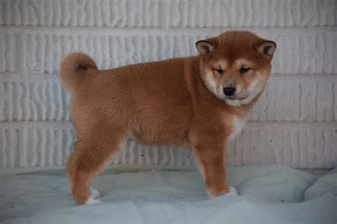 ACA Registered Shiba Inu Puppy For Sale Female Holly Fredericksburg, O ...