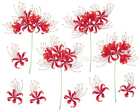 Japanese style cluster amaryllis, stock illustration in 2022 | Flower ...