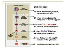 7 Erythropoiesis ideas | hematology, medical laboratory, medical ...