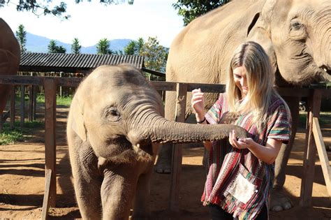 Chiang Mai – Elephant Jungle Sanctuary - Bellasia Travel