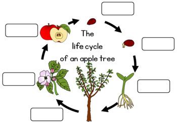 Apple tree life cycle worksheet by Little Blue Orange | TpT