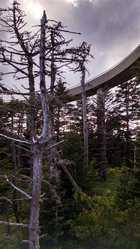 Clingmans Dome | Clingmans dome, National parks, Great smoky mountains