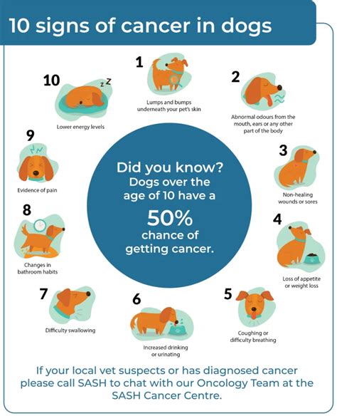 10 Early Warning Signs of Cancer in Dogs - SASH Vets