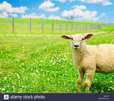 Funny Sheep Stock Photos & Funny Sheep Stock Images - Alamy