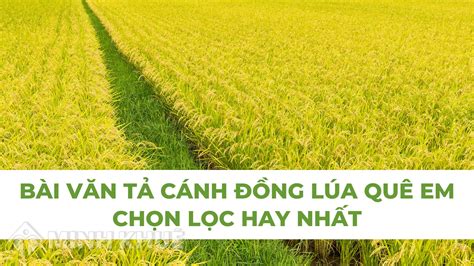 Tổng hợp với hơn 63 về hình nền cánh đồng lúa chín mới nhất ...