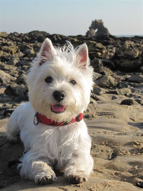 West Highland White Terrier - Temperament, Lifespan, Shedding, Puppy